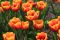 Leuchtende Augsburger Tulpen ein gesterntes Foto von 