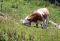 Eine clevere Kuh geht weiter fürs frische Gras ein gesterntes Foto von 