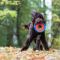 Baloo und sein Frisbee ein gesterntes Foto von 