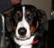 Der Appenzeller Sennenhund gehört zu den Bauernhunden ein gesterntes Foto von wikifetch