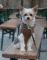 Süssester Hund im ganzen Biergarten - der Burli ein gesterntes Foto von 