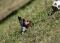 Kleiner Yorkshire Terrier am Minihofbräuhaus ein gesterntes Foto von 