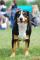 Der Appenzeller ist eine von vier Schweizer Sennenhunden ein gesterntes Foto von wikifetch