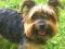 Lady ein gesterntes Foto von 