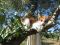 Baumkatze ein gesterntes Foto von Finncat