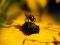 Die Honigbiene ein gesterntes Foto von 