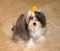 Der Chinesische Schopfhund gilt als schlau, ein gesterntes Foto von wikifetch