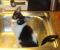 Wasserverückte Katze  ein gesterntes Foto von 