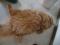 Garfield...neee...Ervin ein gesterntes Foto von felidae