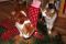 Nikolaustag ein gesterntes Foto von Finncat