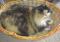 Fiona im Hundekörbchen, Körbchen voll mit Katze ein gesterntes Foto von 