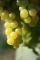 Muskateller Weintrauben ein gesterntes Foto von blackymail