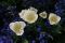 Weisse Tulpen umgeben von blauen Freunden ein gesterntes Foto von 