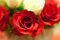 Rote und weisse Rosen ein gesterntes Foto von 