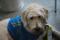 Süsser Blindenhund in Lehre ein gesterntes Foto von blackymail