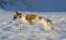 Ilvy beim Sausen im Schnee ein gesterntes Foto von 