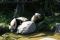 Lümmelnde Pandabären bei Kaiserwetter ein gesterntes Foto von blackymail