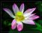 Lotusblüte ein gesterntes Foto von Balisun