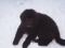 Kleiner Newfie-welpe fühlt sich auch im Schnee sehr wohl ein gesterntes Foto von wikifetch