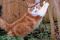 Krallenschärfen im Garten  ein gesterntes Foto von Waldgeist
