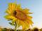 Sunflower ein gesterntes Foto von 