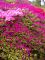 Rhododendron-Wald in England ein gesterntes Foto von 