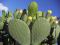 Kaktusherz ein gesterntes Foto von 