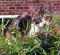 Tilly entdeckt den Garten ein gesterntes Foto von Waldgeist