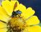 Blue Bee ein gesterntes Foto von 