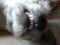 Kleiner Hund, grosse Zähne! ein gesterntes Foto von 