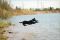 Dog Diving ein gesterntes Foto von 