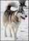 Sibirien Husky ein gesterntes Foto von Wiwelle