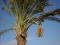 Dattelpalme in Hurghada ein gesterntes Foto von 