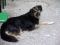 Ein Münchner Biergartenhund ein gesterntes Foto von blackymail