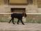 Ein Hund der Münchner Schickeria ein gesterntes Foto von blackymail