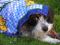 Kopftuch-Hund ein gesterntes Foto von 