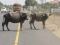 2 nette Kühe in Madras ein gesterntes Foto von jurkovic