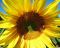 Sonnenblume im Hochsommer ein gesterntes Foto von prositex