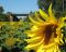 Sonnenblumenfeld ein gesterntes Foto von prositex