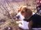 Ein Beagle in freier Natur ein gesterntes Foto von Beagler