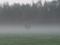 Louis galoppiert in den Nebel ein gesterntes Foto von Louis McGraggor