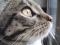 Katzenkinohypnoseblick ein gesterntes Foto von biscotas