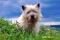 "Cairn-Terrier von-der-Iburg...einfach super! ein gesterntes Foto von diddi