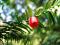 Rote Frucht in Olivenform an Nadelbaum ein gesterntes Foto von 