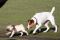 Was ist denn das? Ein Babymops? ein gesterntes Foto von dogspotter