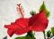 Rotblütler ein gesterntes Foto von prositex