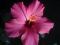 pink ein gesterntes Foto von FrecherKenny