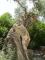 Alter Olivenbaum ein gesterntes Foto von 