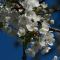 Birnbaumblüten im englischen Garten ein gesterntes Foto von 