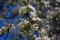 Wilder Birnbaum mit bayerisch blauem Himmel ein gesterntes Foto von 